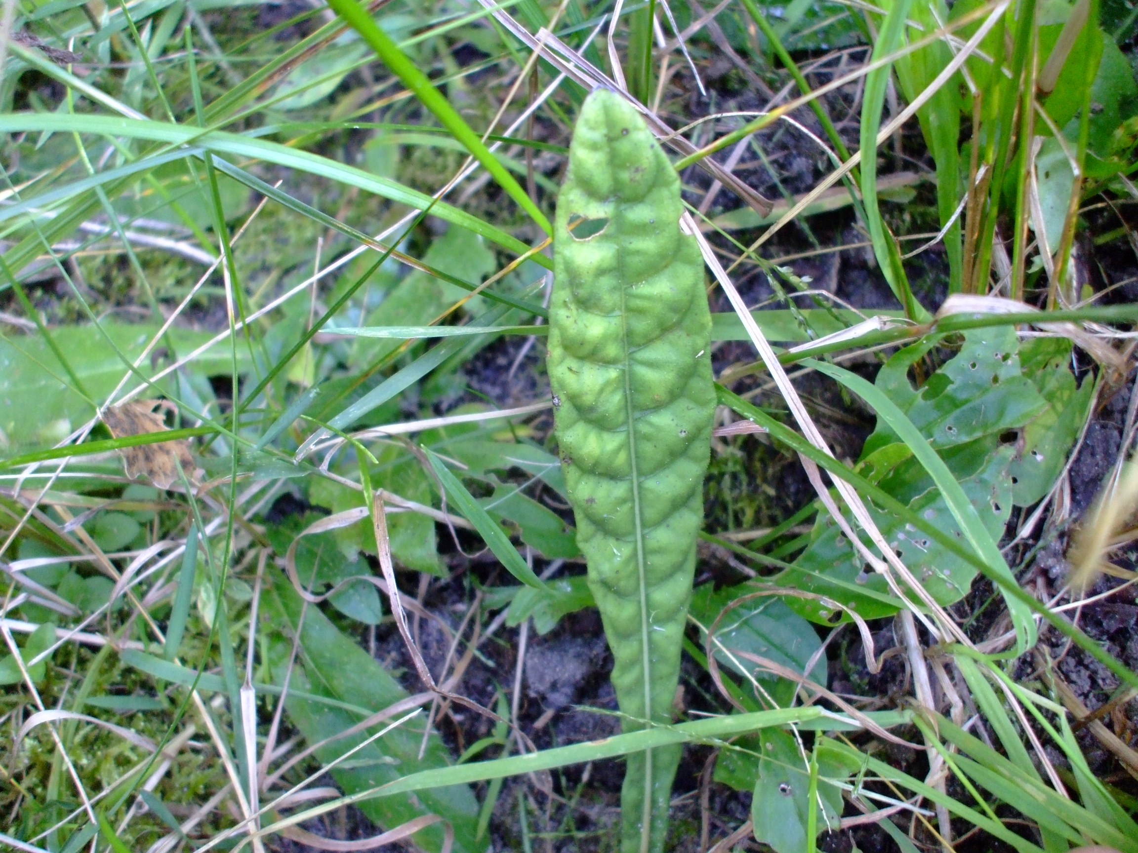 Elytraria caroliniensis